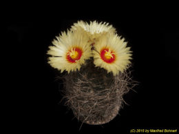 Astrophytum capricorne 1513